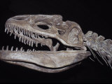 Allosaurus Skeleton Skull, Jaws and Teeth, against a Black Background Photographie par Jason Edwards