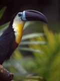 Colorful Channel-Billed Toucan in Profile Photographic Print by Jason Edwards