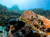 Colorful Underwater Scene, Fatu Hiva Island, French Polynesia Photographic Print by Tim Laman