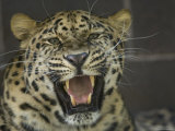 Amur Leopard from the Omaha Zoo, Nebraska Photographic Print by Joel Sartore