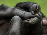 Chimpanzees at the Sunset Zoo Photographic Print by Joel Sartore