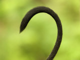 Blue Monkey's Tail from the Omaha Zoo's Lied Jungle, Nebraska Photographic Print by Joel Sartore