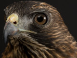 Broadwing Hawk, Lincoln, Nebraska Photographic Print by Joel Sartore