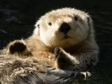 Closeup of a Captive Sea Otter Making Eye Contact Photographic Print by Tim Laman