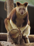 Captive Goodfellows Tree Kangaroo Perched on a Tree Branch Display, Melbourne Zoo, Australia Lámina fotográfica por Jason Edwards