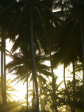 Afternoon Sunlight Through Palm Trees Photographie par Skip Brown