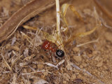 Bright Red Ant with a Huge Head Carries a Grass Seed to the Nest, Australia Photographic Print by Jason Edwards