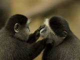Blue Monkey at the Omaha Zoo Grooms Another, Nebraska Photographic Print by Joel Sartore