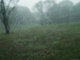 Close-Up of a Spider Web in the Fog, Block Island, Rhode Island Photographic Print by Todd Gipstein