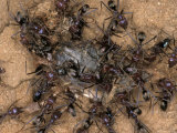 Chaotic and Relentless Ant Colony Feeding on Dead Insect Prey, Australia Photographic Print by Jason Edwards