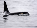 Closeup of an Adult Male Killer Whale in the Wild Photographic Print by Tim Laman