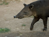 Bairds Tapir, An Endangered Species at the Zoo Photographic Print by Joel Sartore