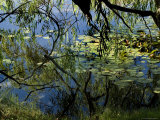 Branches of Trees Reflected in a Lily Pond, Groton, Connecticut Photographic Print by Todd Gipstein