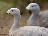 Cereopsis Geese at the Sedgwick County Zoo Photographic Print by Joel Sartore