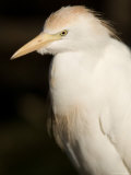 Cattle Egret at the Kansas City Zoo Photographic Print by Joel Sartore
