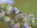 Ant Crawls on Blue Sage Flowers at Spring Creek Prairie Photographic Print by Joel Sartore