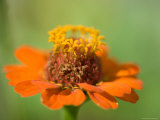 Close Up of Zinnias, Elkhorn, Nebraska Photographic Print by Joel Sartore