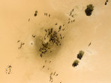 Camels Gather at This Radial Well in the Sahara Desert, Niger Photographic Print by Michael Fay