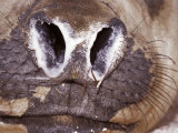 Close-Up of a Vulnerable Southern Elephant Seal's Nostrils and Mucus, Australia Photographic Print by Jason Edwards