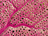 Closeup of a Pink Sea Fan, Belize Photographic Print by Tim Laman