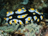 Blue with Yellow Spots Nudibranch or Sea Slug, Phyllidia Varicosa, Solomon Islands Fotografie-Druck von James Forte