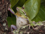 Barking Treefrog Climbs a Tree Lámina fotográfica por George Grall