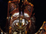 Alien Southern Rock Lobster Jaws, Pincer Filaments and Mouth Parts, Australia Lámina fotográfica por Jason Edwards