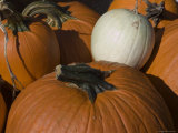 Close View of Freshly Picked Pumpkins Photographic Print by Stacy Gold
