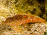 Closeup of a Saddled Bleny, Belize Photographic Print by Tim Laman