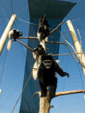 Black and White Colobus Monkey at the Sunset Zoo Photographic Print by Joel Sartore