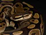 Ball Python at the Sunset Zoo in Manhattan, Kansas Photographic Print by Joel Sartore