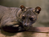Fossa from the Henry Doorly Zoo's Desert Dome, Omaha Zoo, Nebraska Photographie par Joel Sartore
