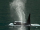 Killer Whale in Johnstone Strait near Vancounver Island, British Columbia, Canada Photographic Print by Ralph Lee Hopkins