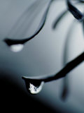 Forest Reflected in a Raindrop on a Silver Banksia Leaf, Yellingbo Nature Reserve, Australia Photographic Print by Jason Edwards