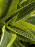 Close-Up of a Green Veriagated Plant, Groton, Connecticut Lámina fotográfica por Todd Gipstein