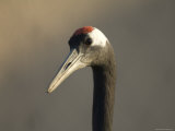 Black-Necked Crane, Baraboo, Wisconsin Photographic Print by Joel Sartore