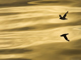 Cape or Pintado Petrel, Antarctica Photographic Print by Ralph Lee Hopkins