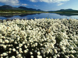 Cottongrass Along the Margins of a Tundra Lake, Alaska Fotografie-Druck von Michael S. Quinton