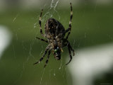 Close-Up of a Spider in its Web, Groton, Connecticut Photographic Print by Todd Gipstein