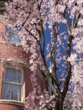 Cherry Blossoms and Turreted Home in Washington, District of Columbia Photographie par David Evans