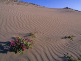 Fire Weed Clings to the Side of a Sand Dune Photographic Print by Bill Hatcher