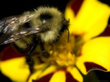 Close-Up of a Bee on a Flower, Groton, Connecticut Photographic Print by Todd Gipstein