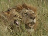 Adult Male and Juvenile Lion in Grass 写真プリント - マイケル・ニコルズ Adult Male and Juvenile Lion in Grass 写真プリント - マイケル・ニコルズ