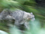 Captive Snow Leopard, Santa Barbara, California Photographic Print by Rich Reid