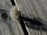 Dandelion and its Shadow Peeking Out Between the Boards of a Pier, Groton, Connecticut Photographie par Todd Gipstein