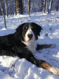 Dog Lays Outside in the First Snow of the Season in Rock Creek Park in Washington, D.C. Photographic Print by Richard Nowitz