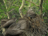 Great Grey Owl with Prey of Red Squirrel in Nest, Alaska Photographic Print by Michael S. Quinton