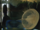 Close View of a Jellyfish at the Oregon Coast Aquarium Photographic Print by Phil Schermeister