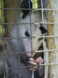Baby Opossum in Greenleaf, Kansas Photographic Print by Joel Sartore
