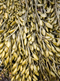 Algae Found on the Shore of Cape Anne, Massachusetts Photographic Print by Tim Laman